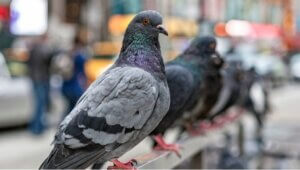 Is advanced AI actually smart? 'No, it's using the same system as a pigeon',