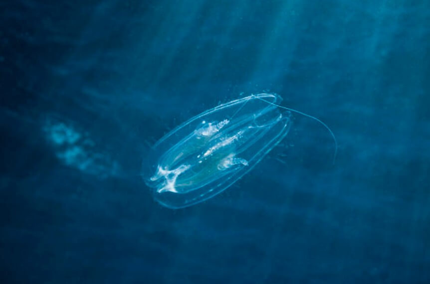 New research hints that comb jelly may be Earth's oldest animal