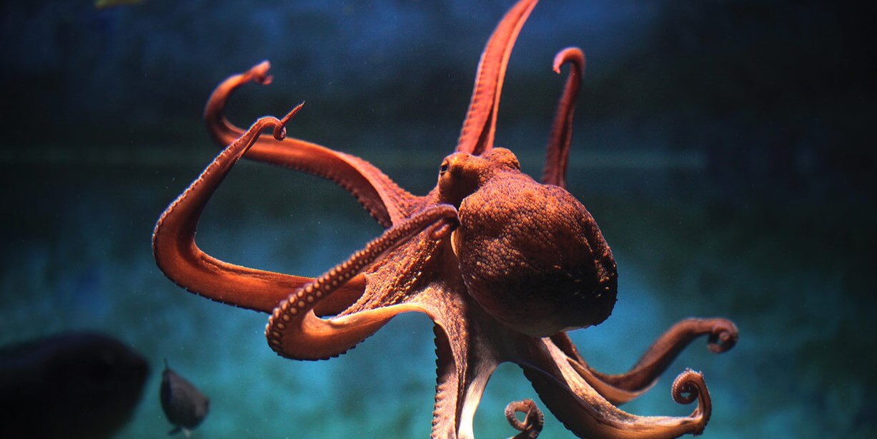 Octopuses and squid are bosses of RNA altering while at the same time leaving DNA in one piece