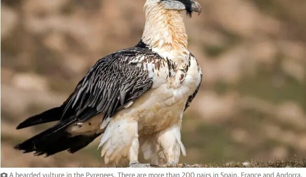 Renewed introduction of imperiled vulture in Spain stopped over arranged windfarm