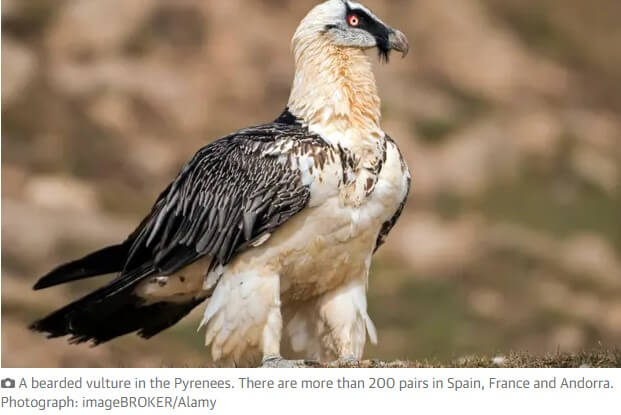 Renewed introduction of imperiled vulture in Spain stopped over arranged windfarm
