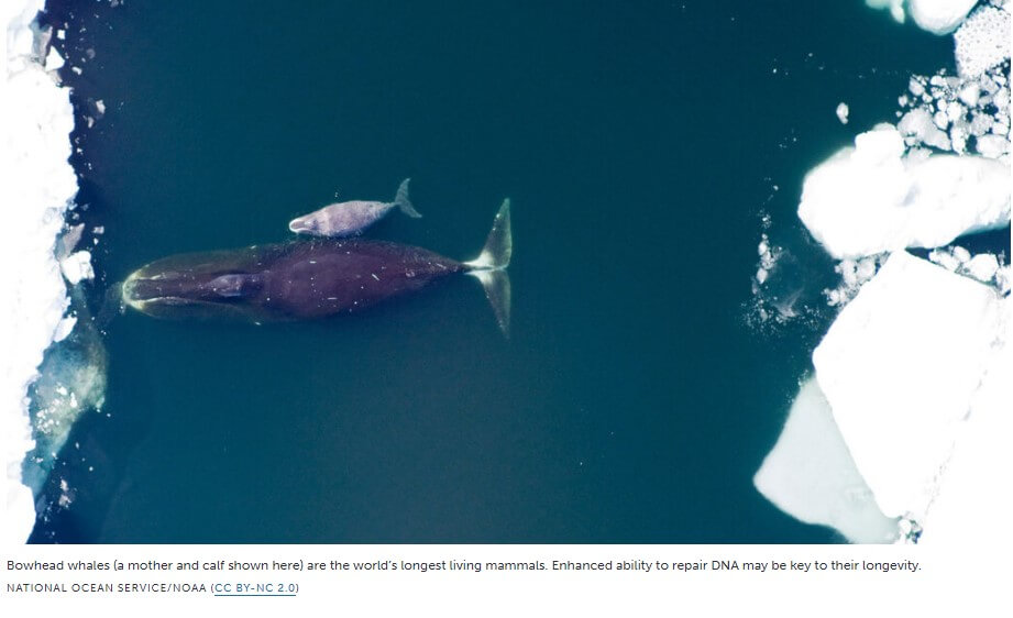 Bowhead whales might have a malignant growth challenging superpower: DNA fix